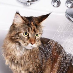 Jak zapobiegać chorobom pasożytniczym u kotów?
