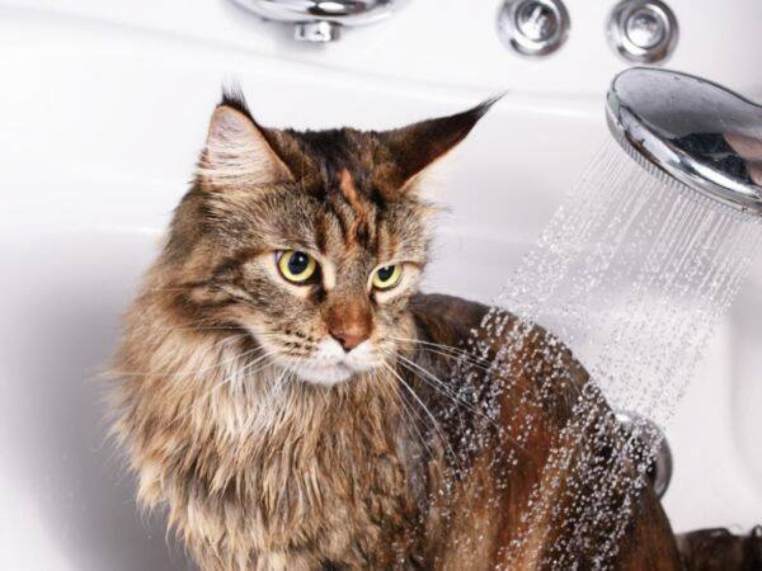 Jak zapobiegać chorobom pasożytniczym u kotów?